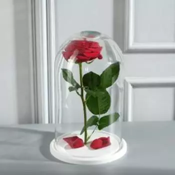 Стеклянный купол-клош с отверстием на деревянной подставке "Венсан - 6", 25х15 см, белый