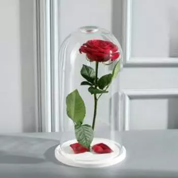 Стеклянный купол-клош с отверстием на деревянной подставке "Венсан - 6", 30х15 см, белый