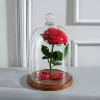 Стеклянный купол-клош с шариком на подставке «Родрик», 2715 см, коричневый