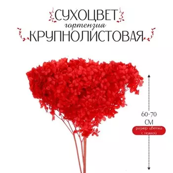 Сухоцвет «Гортензия крупнолистовая», красная, 1 веточка 20 см в упаковке
