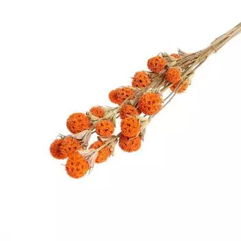 Сухоцвет «Ликвидамбара» 35 г, цвет оранжевый