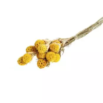 Сухоцвет «Ликвидамбара» 35 г, цвет жёлтый