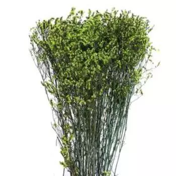 Сухоцвет «Лимониум» 120 г, цвет зелёный