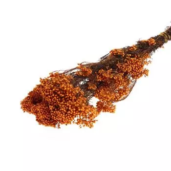 Сухоцвет «Озотамнус» 60 г, цвет кирпичный