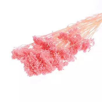 Сухоцвет «Озотамнус» 60 г, цвет розовый