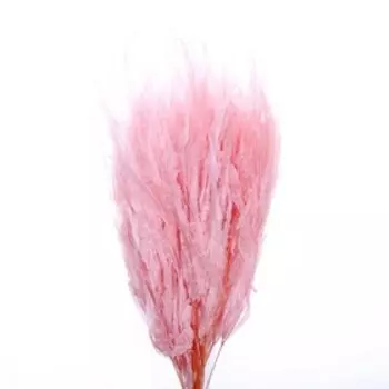 Сухоцвет «Ситник», розовый, 15 шт. в упаковке