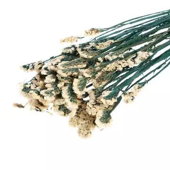 Сухоцвет «Статица» 100 г, цвет белый