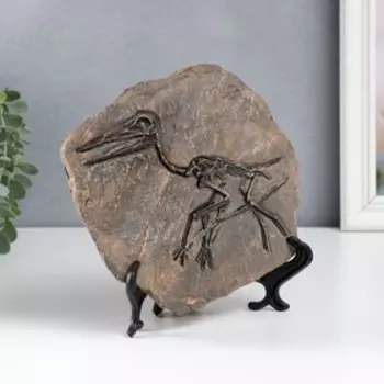 Сувенир полистоун "Окаменелости. Скелет птеродактиля" 10х22х19,5 см