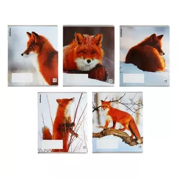 Тетрадь В5, 48 листов в клетку, ErichKrause «Лисы», пластиковая обложка, МИКС