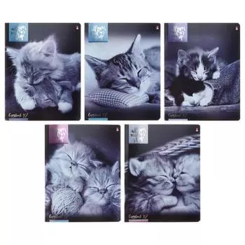 Тетрадь 48 листов в клетку, «Котята мур-мур», обложка мелованный картон, МИКС