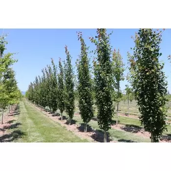 Тополь пирамидальный, С3 (горшок 3 л), 60-100 см высота, 1 шт