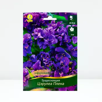 Традесканция Цэрулеа Плена, 1 шт, Весна 2024