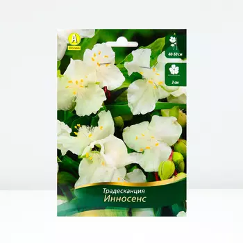 Традесканция Инносенс, 1 шт, Весна 2024