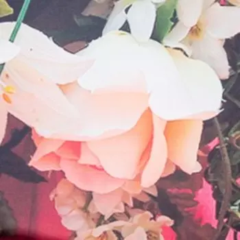 Тюль «Кульминация» 147х267 +/- 3см, 2шт, шифон