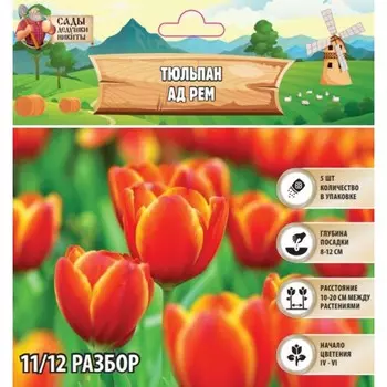 Тюльпан Ад Рем, р-р 11/12, 5шт, Весна 2025