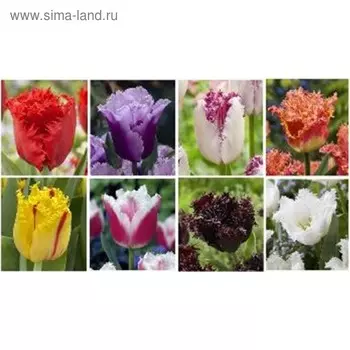 Тюльпан бахромчатый V-FT-01 ( х 8 секц.) "", разбор 6/+, колво луковиц 400, Осень 2024