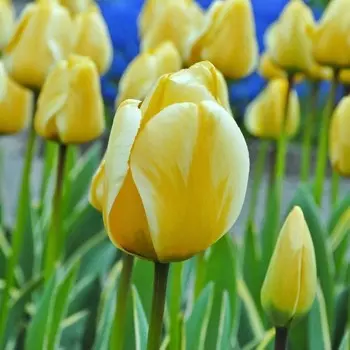 Тюльпан Дарвин гибрид Джап Грот, р-р 12+, 3 шт, Эконом, Весна 2025