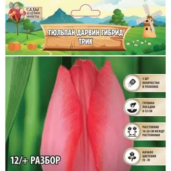 Тюльпан Дарвин гибрид Трик, р-р 12+, 5 шт, Весна 2025