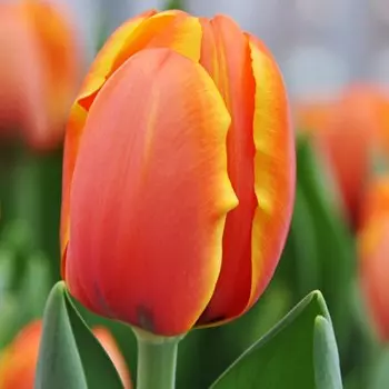 Тюльпан Дарвин гибрид Триппл А, р-р 12+, 3 шт, Эконом, Весна 2025