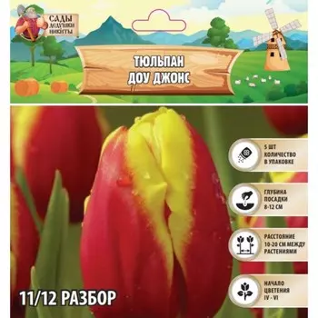 Тюльпан Доу Джонс, р-р 11/12, 5шт, Весна 2025