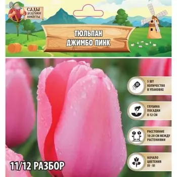 Тюльпан Джимбо Пинк, р-р 11/12, 5шт, Весна 2025