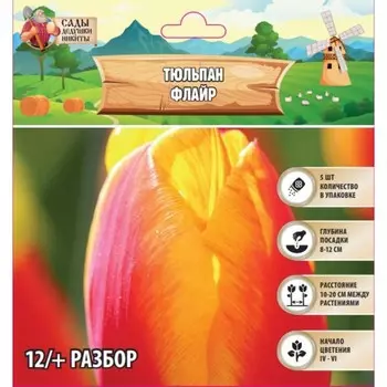 Тюльпан Флайр, р-р 12/+, 5шт, Весна 2025