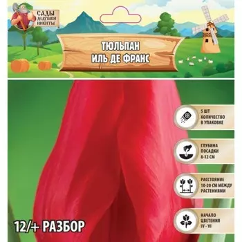 Тюльпан Иль Де Франс, р-р 12/+, 5шт, Весна 2025