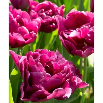 Тюльпан махровый Элисон Брэдли р-р 12+, 3 шт, Эконом, Осень 2024