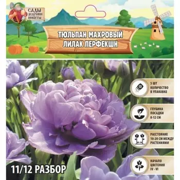 Тюльпан махровый Лилак Перфекшн, р-р 11/12, 5 шт, Весна 2025