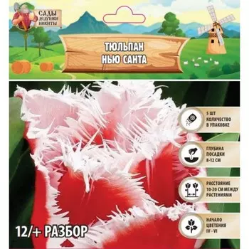 Тюльпан Нью Санта, р-р 12/+, 5шт, Осень 2024