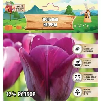 Тюльпан Негрита, р-р 12/+, 5шт, Весна 2025