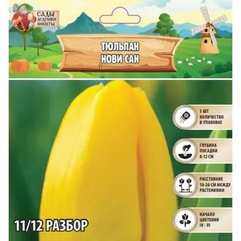 Тюльпан Нови Сан, р-р 11/12, 5шт, Весна 2025