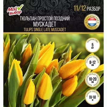 Тюльпан "Мой выбор", простой поздний "Мускадет", р-р 11/12, 5 шт.