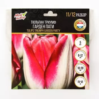 Тюльпан Триумф Гарден Пати, р-р 11/12, 5 шт, Весна 2025