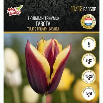 Тюльпан триумф Гавота, р-р 11/12, 5 шт, Весна 2025