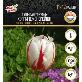 Тюльпан триумф Хэппи Дженерейшн, р-р 11/12, 5 шт, Весна 2025