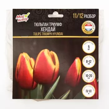 Тюльпан Триумф Хендай, р-р 11/12, 5 шт, Осень 2024