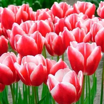 Тюльпан Триумф Лин Ван Дер Марк, р-р 12+, 3 шт, Эконом, Осень 2024