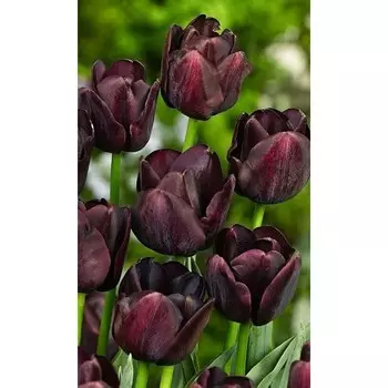 Тюльпан Триумф Пол Шерер, р-р 12+, 3 шт, Эконом, Осень 2024