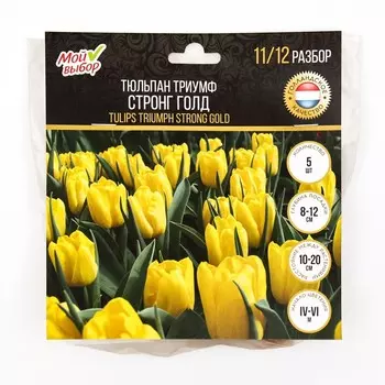 Тюльпан Триумф Стронг Голд, р-р 11/12, 5 шт, Весна 2025