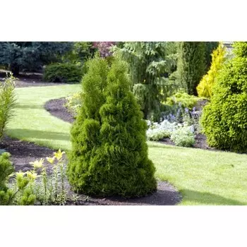 Туя Дюмоза, горшок р9, 05-10 см высота, 1 шт