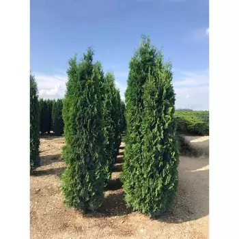 Туя "Поиск" западная "Колумна", С3 горшок, Н40-60 высота, 1 шт., Июль 2022