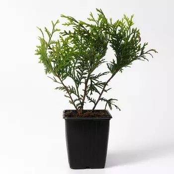 Туя западная Литл Чемпион (Р9), 1шт, h 3-20 см