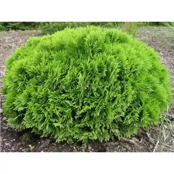 Саженец Туя западная «Даника», Р9, 1 шт., h=3-20 см