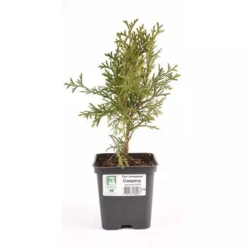 Туя западная «Смарагд», саженец, хвойный, Р9, 1 шт., h=3-20 см