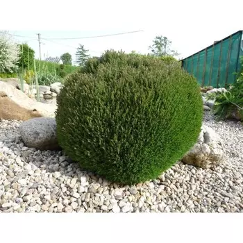 Туя западная Teddy, горшок р9, 05-10 см высота, 1 шт