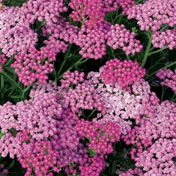 Тысячелистник обыкновенный "Церайс Квин", Горшок С2, 1 шт, Весна 2024