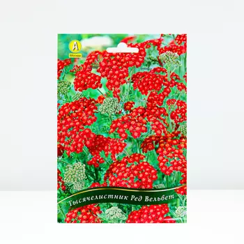 Тысячелистник Ред Вельвет, 1 шт, Весна 2024