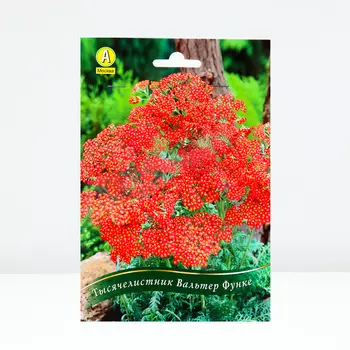 Тысячелистник Вальтер Функе, 1 шт, Весна 2024