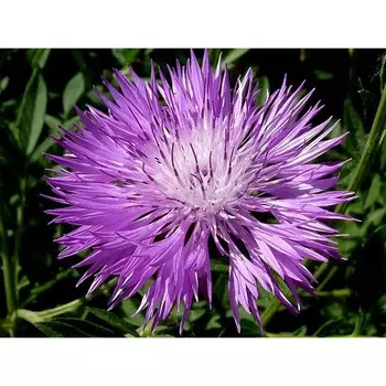 Василек подбеленный , Горшок С2, 1 шт, Весна 2024